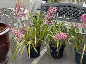 Three potted orchids - 3