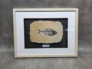 Fossilized fish specimen