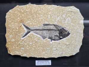 Fossilized fish specimen - 2