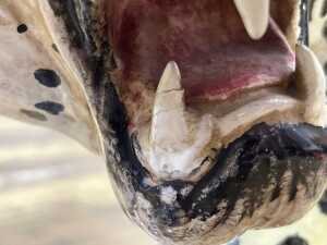 Italian Ceramic Leopard Sculpture - 6