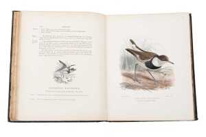 The Geographical Distrubution of the Family Charadriidae book by Henry Seebohm prinyed in 1888 - 4