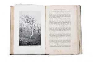 The Birds of the District of Geelong, Australia, by Charles F. Belcher - 5