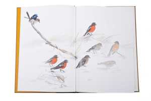 Robins & Wrens of Australia large format book, limited edition and signed - 2