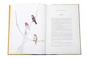 Robins & Wrens of Australia large format book, limited edition and signed - 4