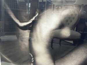 Werner Branz (1955-), untitled nude, 2005, 3/50. Sepia photographic print on paper - 2