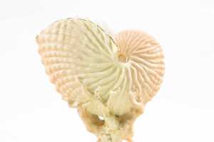Victorian Royal Worcester porcelain nautilus shell vase, 1895 - 2