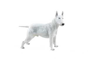 Royal Doulton porcelain English Bull Terrier dog figure