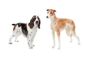 Two Royal Doulton porcelain dog figures