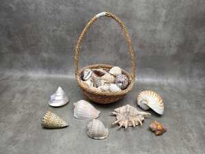 Collection of sea shells in a rattan basket, including Trochus