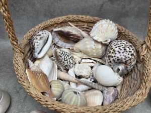 Collection of sea shells in a rattan basket, including Trochus - 2