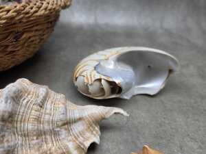 Collection of sea shells in a rattan basket, including Trochus - 3