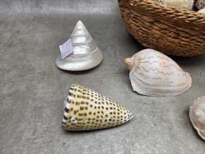 Collection of sea shells in a rattan basket, including Trochus - 5