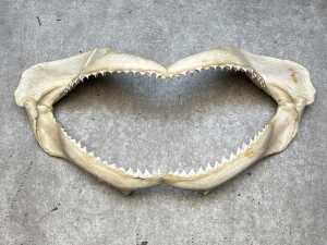 Two curios including Hungarian Kulacs flask and shark jaw specimen. - 4