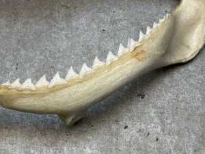 Two curios including Hungarian Kulacs flask and shark jaw specimen. - 5