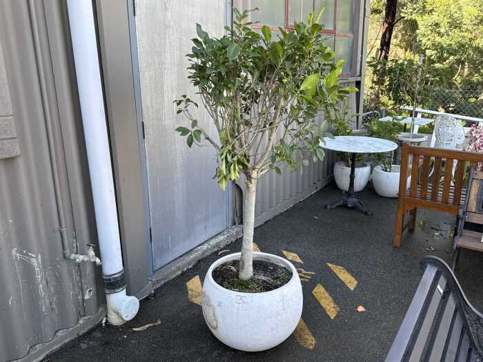 Ficus tree in stone pot