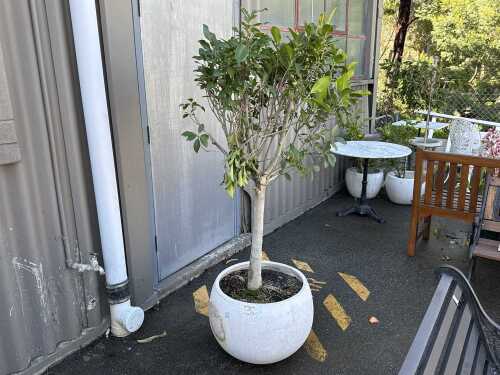 Ficus tree in stone pot