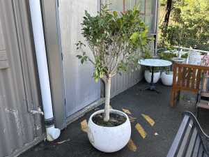 Ficus tree in stone pot
