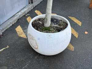 Ficus tree in stone pot - 2