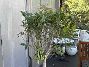 Ficus tree in stone pot - 3
