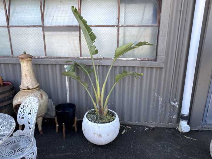 Large potted bird of paradise plant