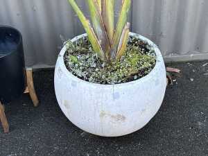 Large potted bird of paradise plant - 2