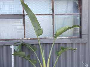 Large potted bird of paradise plant - 3