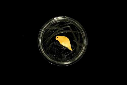 Echoes of Australian Fauna - Night Parrot 2019 $5 plated silver proof coin, 1oz