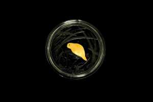Echoes of Australian Fauna - Night Parrot 2019 $5 plated silver proof coin, 1oz