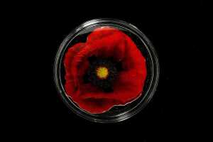 Remembrance Poppy 2017 $5 silver proof-like coin, 1oz