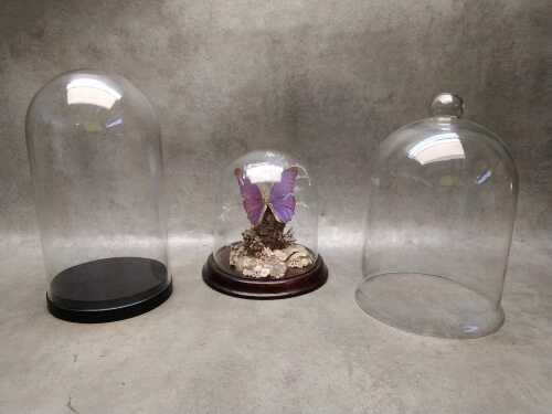 Three glass cloches, two with bases, including one with a Blue Morpho butterfy diorama