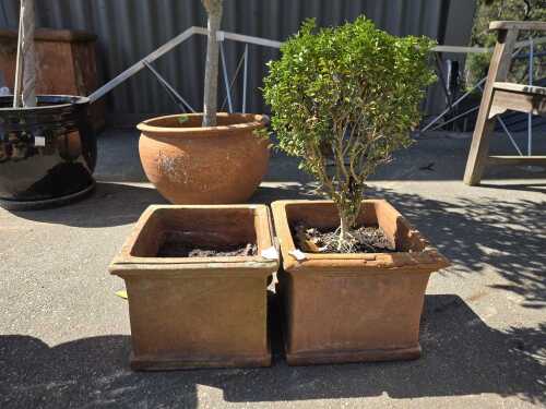 Pair of terracotta garden pots with plant