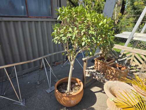 Established potted ornamental tree
