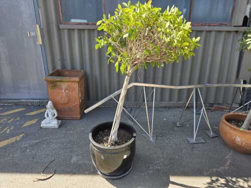 Established potted ornamental tree