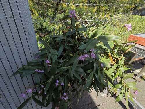 Dendrobium hard-cane orchid
