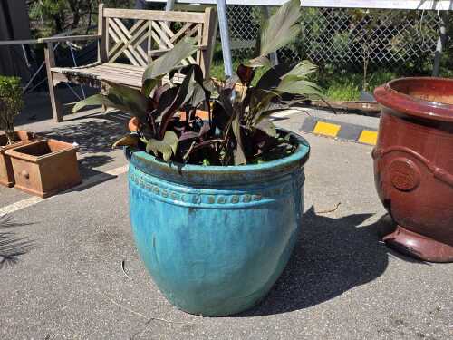 Potted Canna Lily