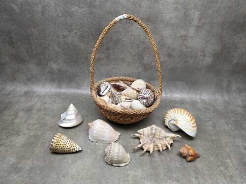 Collection of seashells in a rattan basket, including Trochus