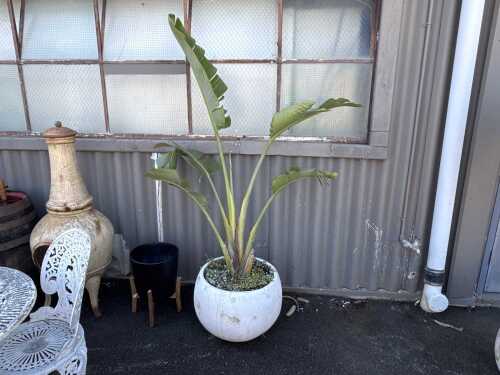 Large potted bird of paradise plant