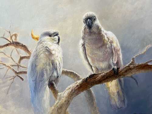 Bill Beaven (1944-2005), sulphur-crested cockatoos, 1996. Oil painting on board