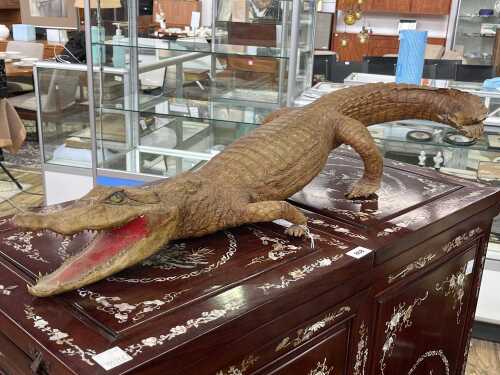 Taxidermy juvenile alligator