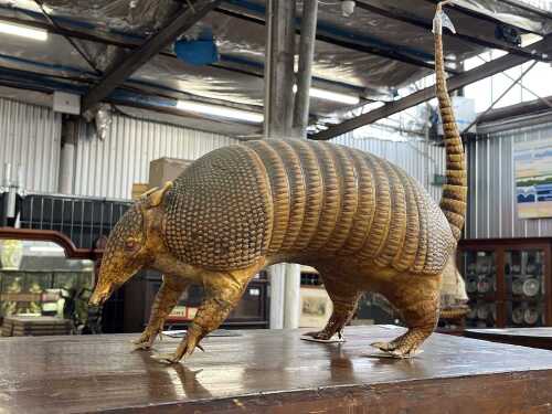 Taxidermy nine-banded Armadillo
