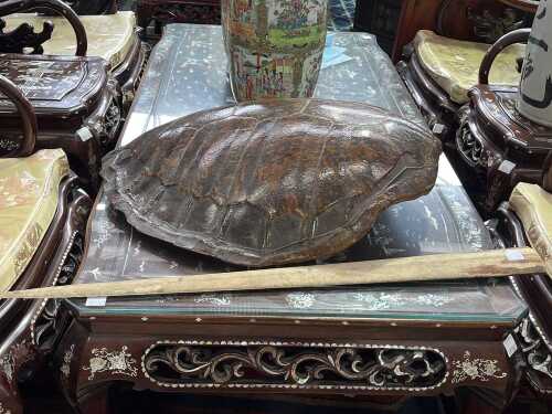 Two zoological specimens including a turtle shell and a swordfish sword