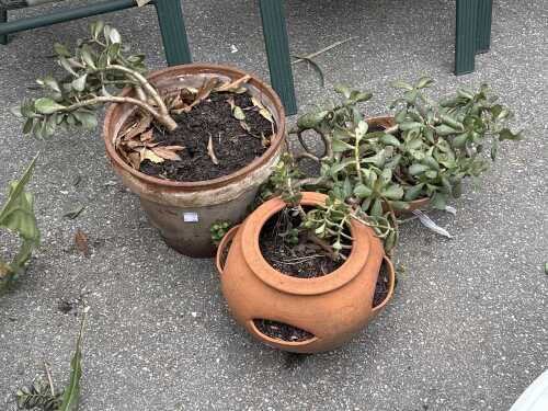 Three terracotta plants with succulents