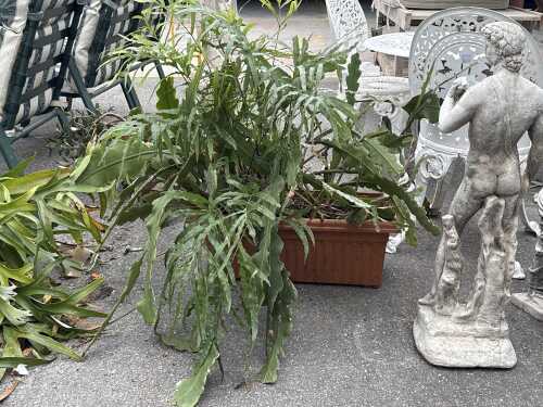 Planter box with established succulent plant