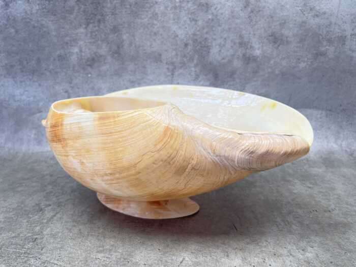 A large volute shell, made into a bowl
