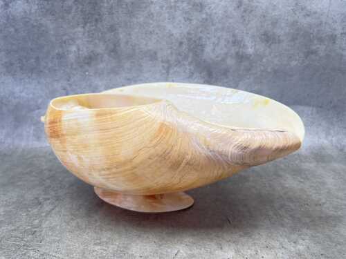 A large volute shell, made into a bowl