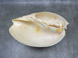 A large volute shell, made into a bowl - 2