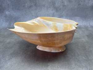 A large volute shell, made into a bowl - 3