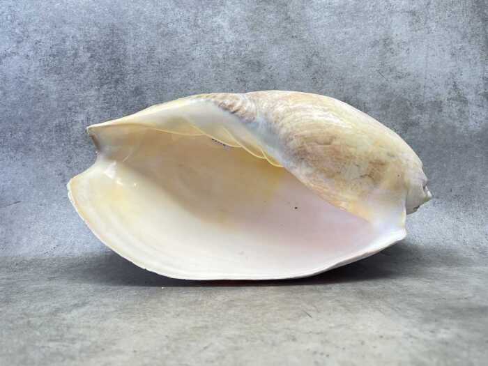 A large volute shell