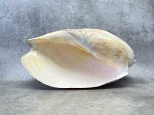 A large volute shell