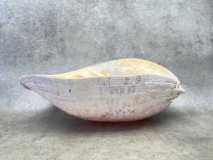 A large volute shell - 2